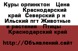 Куры орпинктон › Цена ­ 500 - Краснодарский край, Северский р-н, Ильский пгт Животные и растения » Птицы   . Краснодарский край